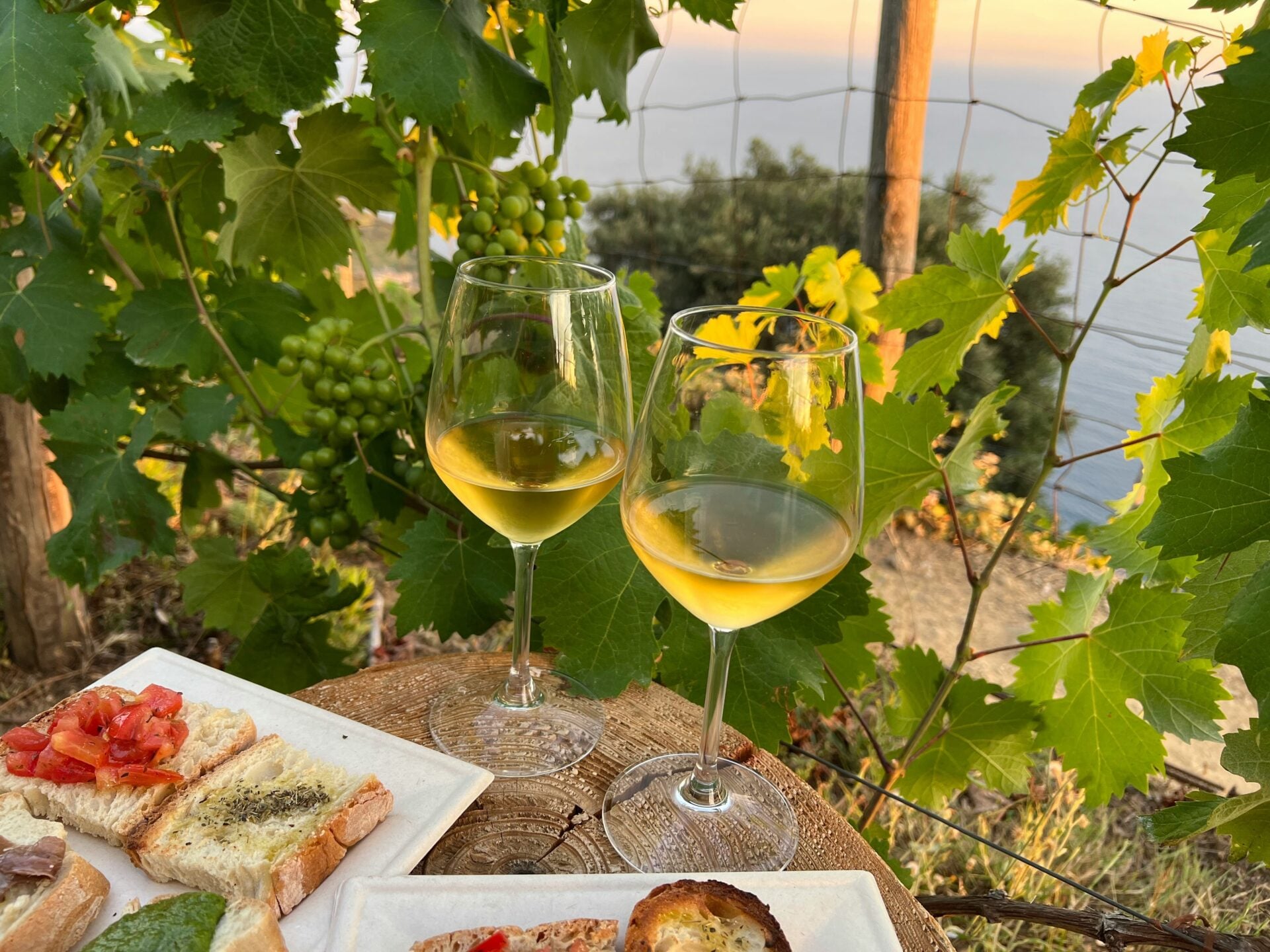 Two glasses of white wine in vineyard setting