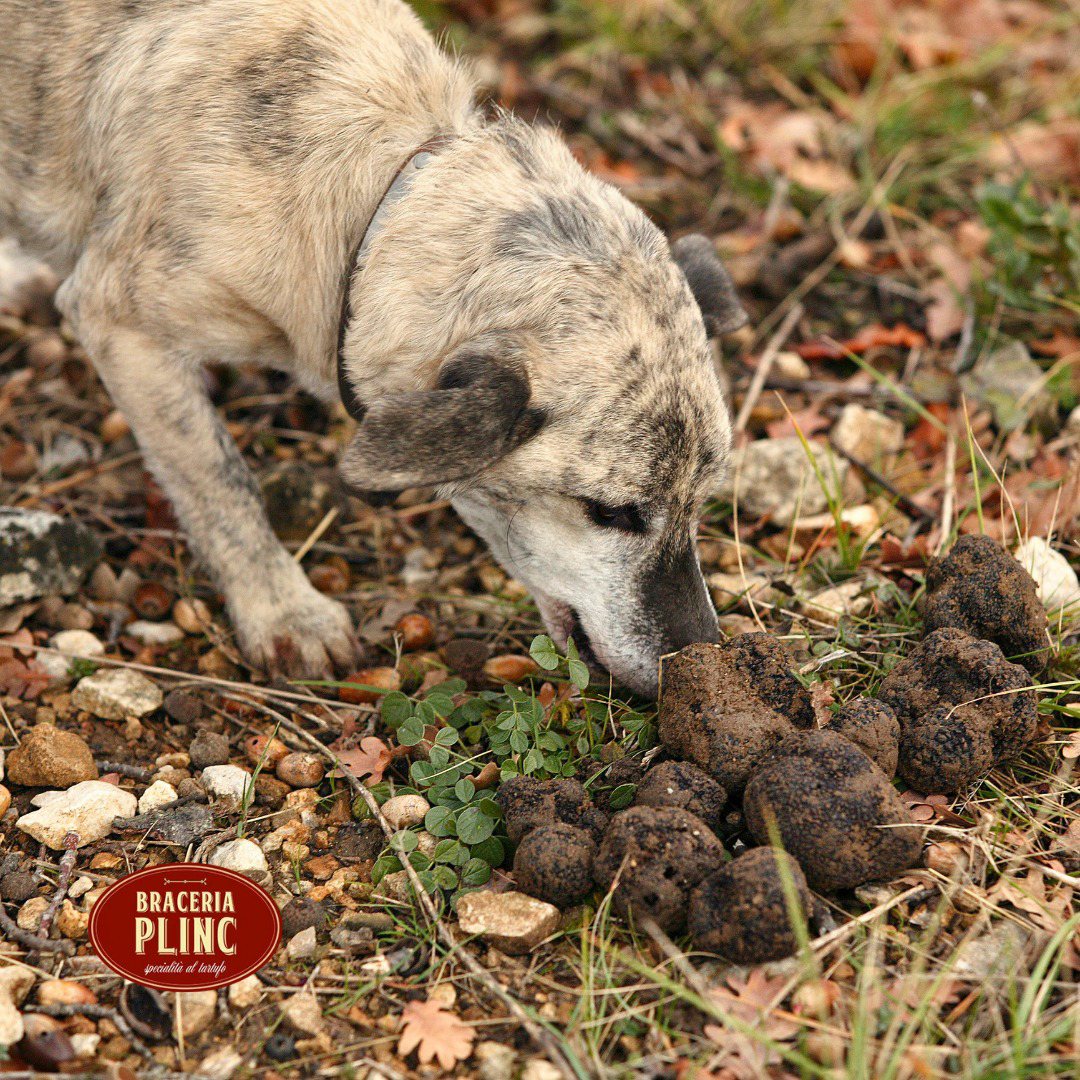 Dog sniffing truffles on forest ground.